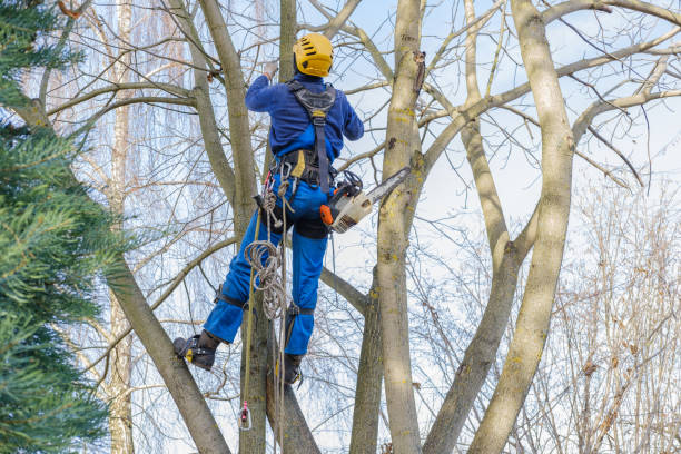 Tree and Shrub Care in Fairmount Heights, MD