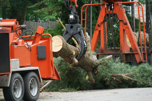 How Our Tree Care Process Works  in  Fairmount Heights, MD